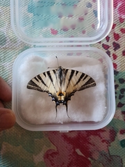 Iphiclides podalirius