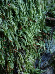 Plagiothecium curvifolium