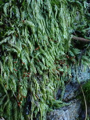 Plagiothecium curvifolium