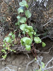 Ribes viburnifolium