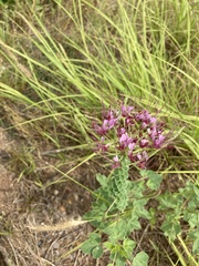 Polanisia dodecandra riograndensis