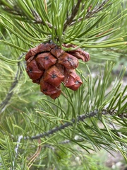 Pinus remota