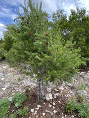 Pinus remota