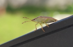 Supputius cincticeps