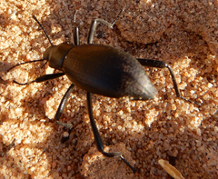 Eleodes sponsa