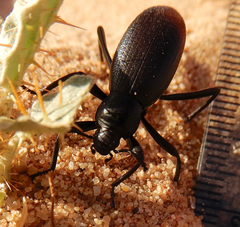 Eleodes sponsa
