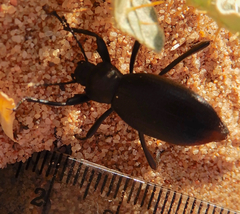 Eleodes sponsa