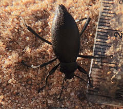 Eleodes sponsa