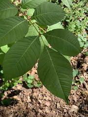 Phellodendron amurense