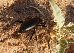 Eleodes sponsa