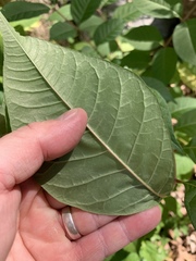 Phellodendron amurense