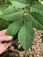 Phellodendron amurense