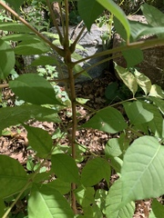 Phellodendron amurense