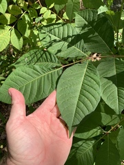 Phellodendron amurense