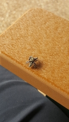 Phidippus carolinensis