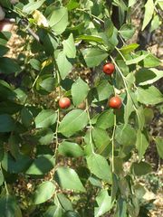 Ziziphus jujuba