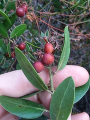 Arctostaphylos tomentosa hebeclada