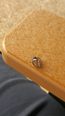 Phidippus carolinensis