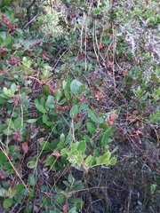 Arctostaphylos tomentosa hebeclada