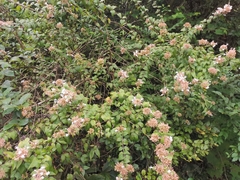 Abelia chinensis