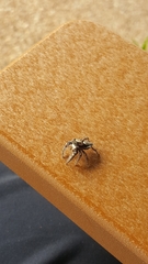 Phidippus carolinensis