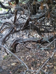 Arctostaphylos tomentosa hebeclada