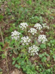 Peucedanum praeruptorum