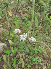 Peucedanum praeruptorum