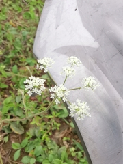 Peucedanum praeruptorum