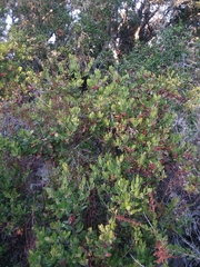Arctostaphylos tomentosa hebeclada