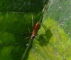 Ischnus inquisitorius