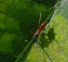 Ischnus inquisitorius