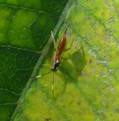 Ischnus inquisitorius