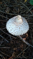 Leucoagaricus nympharum