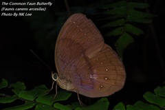 Faunis canens arcesilas