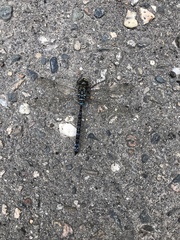 Aeshna canadensis