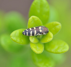 Acmaeodera alicia