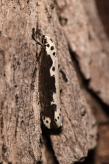 Ethmia semilugens