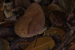 Faunis canens arcesilas