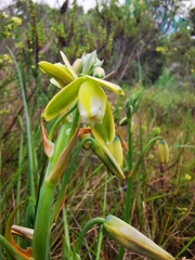 Albuca juncifolia