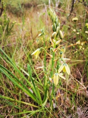 Albuca juncifolia