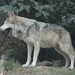 Mexican Wolf - Photo (c) Sergio Martínez, some rights reserved (CC BY-NC), uploaded by Sergio Martínez