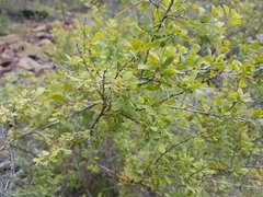 Spiraea aquilegifolia