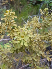 Spiraea aquilegifolia