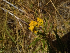 Solidagininae