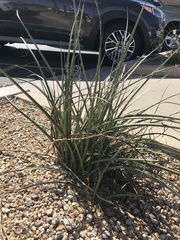 Hesperaloe parviflora