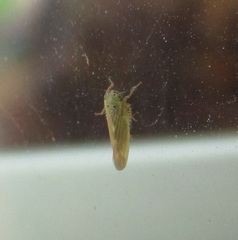Macrosteles