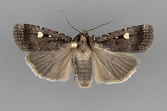 Abagrotis mirabilis