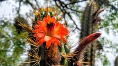 Borzicactus sepium