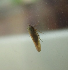 Macrosteles